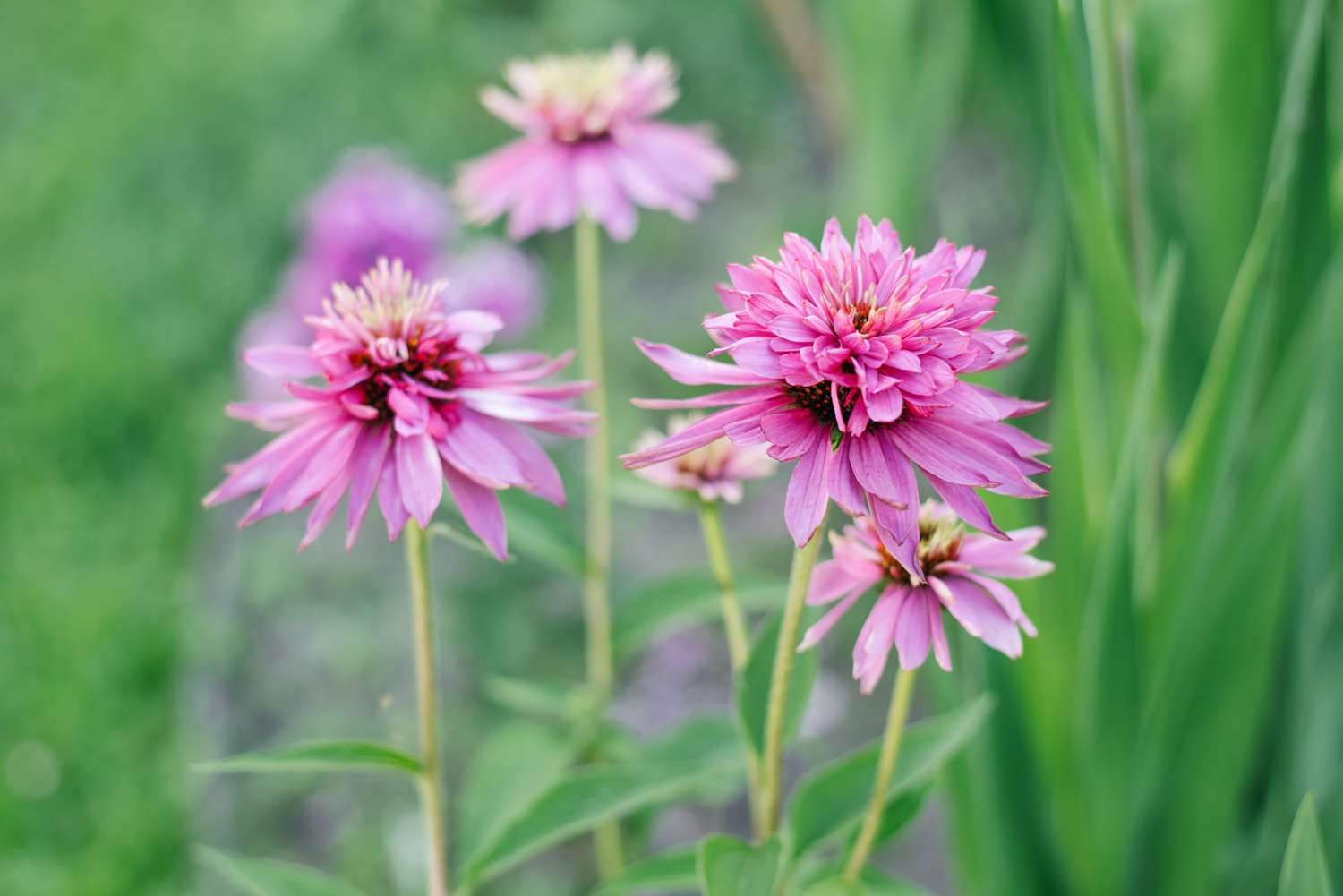 Purpursolhat 'Double Decker' (Echinacea purpurea)